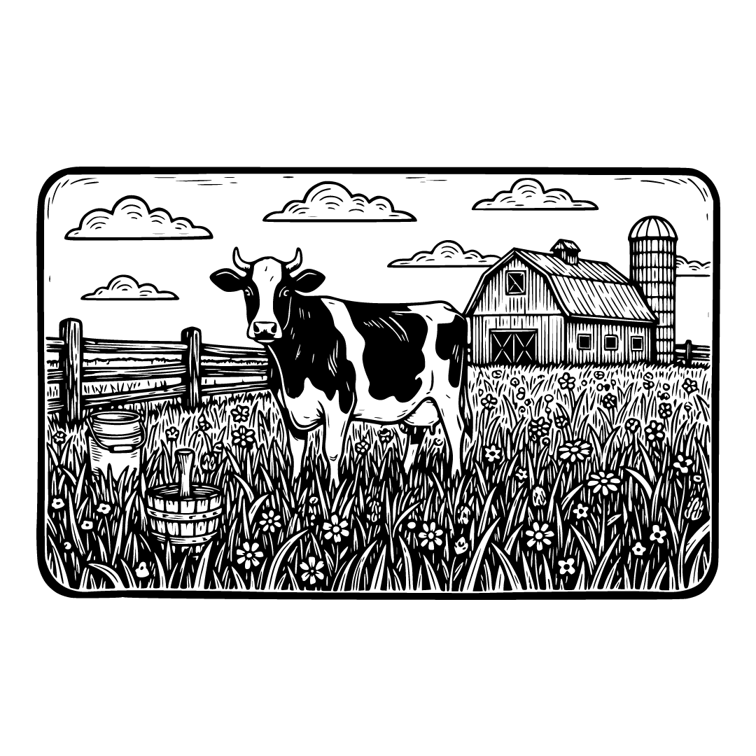 Contented dairy cow standing in lush pasture, split-rail fence creating ...